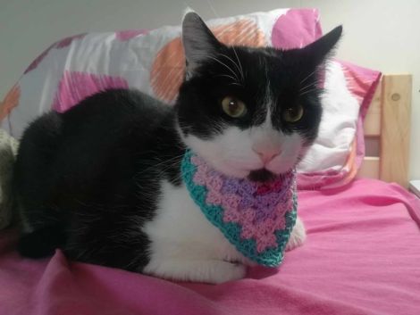 Bandana crosetata pentru blanosi