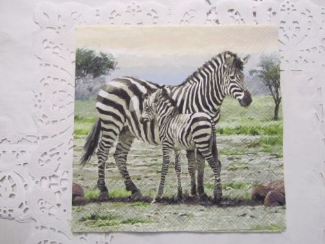 servetel intreg zebra zebre cu pui  Africa