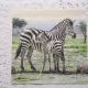 servetel intreg zebra zebre cu pui  Africa