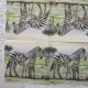 servetel intreg zebra zebre cu pui  Africa