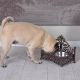 Bol Shabby chic pentru caini