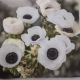 Anemones