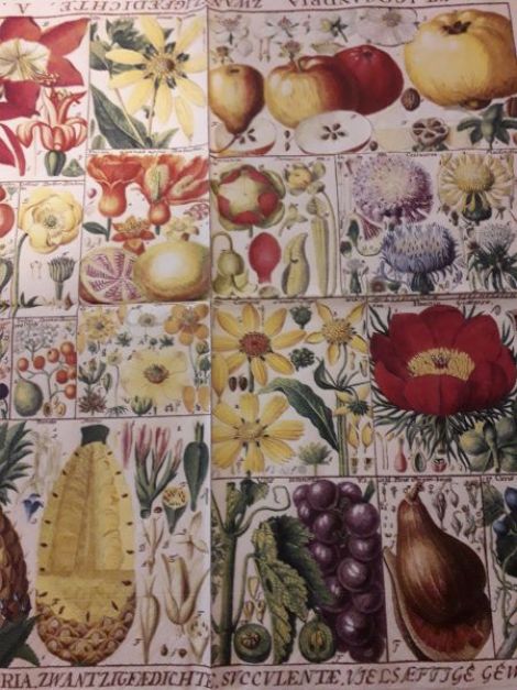Fruits and Flowers