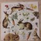 Rabbits and Carrots