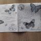 Vintage Butterflies