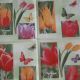 Different Tulips