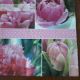 Pink Tulips