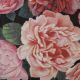 Pink Peonies on Black