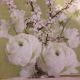 white Peonies