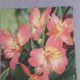 Freesia
