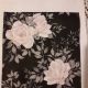 Ivory Roses on Black