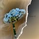 Brosa Flower W