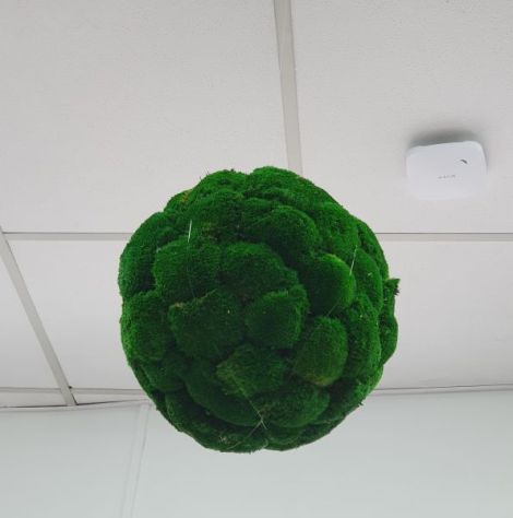 Glob muschi bombat