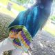 Butterfly poncho