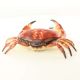Caseta crab din fonta rosie