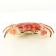 Caseta crab din fonta rosie
