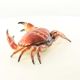 Caseta crab din fonta rosie