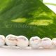 Perle cultura 14-18x10-12mm cod P01A