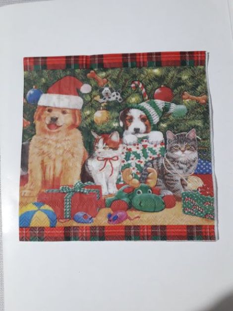 Cats and Dogs at Christmas