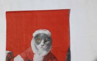 Santa Cat