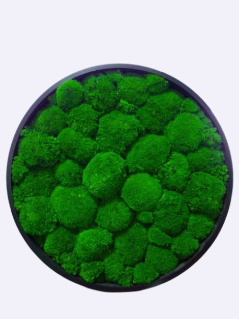 Tablou Muschi Bombat Verde