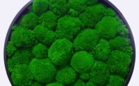 Tablou Muschi Bombat Verde 