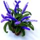 aranjament floral cu lavanda 
