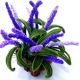 aranjament floral cu lavanda 