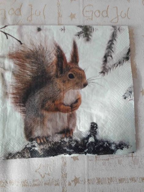 Squirrel