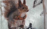 Squirrel