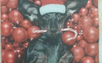 Black Dog
