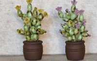 Cactui n miniatur 