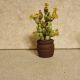 Cactui n miniatur 