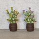 Cactui n miniatur 