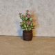 Cactui n miniatur 