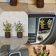 Cactui n miniatur 