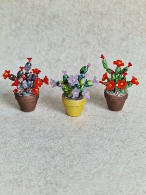Cactus miniatur 