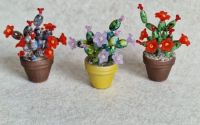 Cactus miniatur 