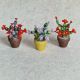 Cactus miniatur 