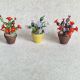Cactus miniatur 