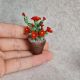 Cactus miniatur 