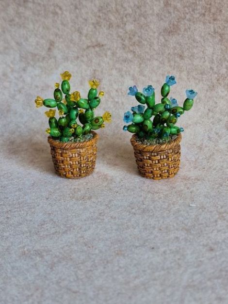 Cactus miniatur