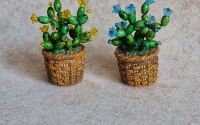 Cactus miniatur 