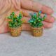 Cactus miniatur 