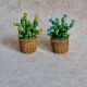 Cactus miniatur 