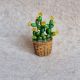 Cactus miniatur 