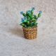 Cactus miniatur 