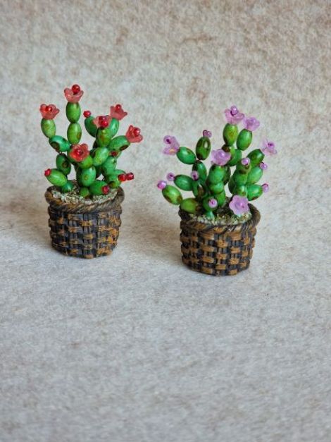 Cactus miniatur