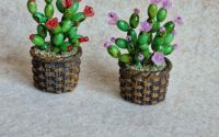 Cactus miniatur 