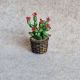 Cactus miniatur 